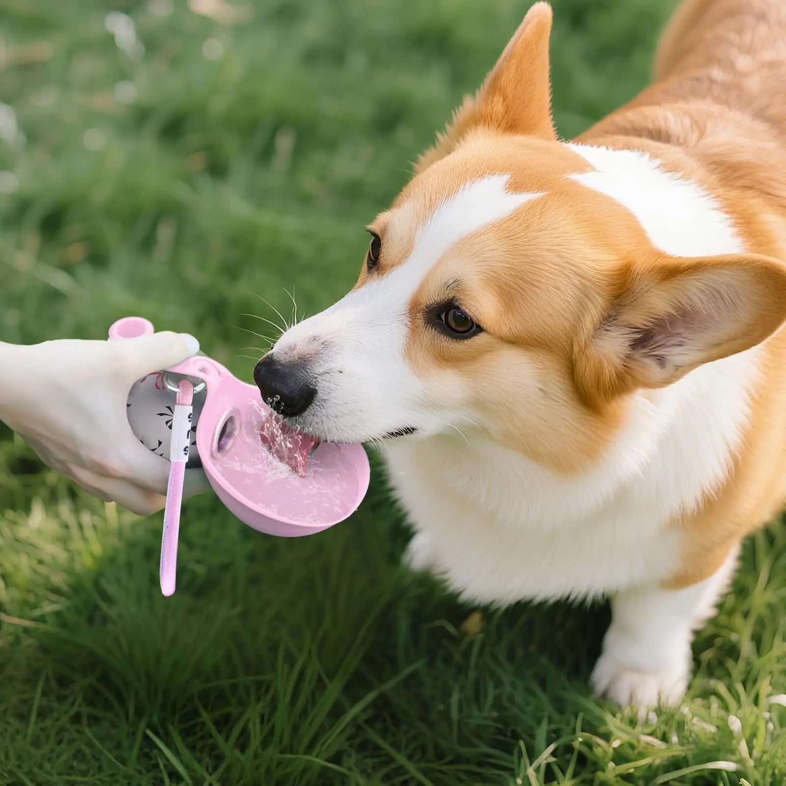 Gourde portable ronde pour chien